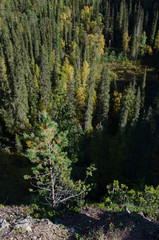 Forest from height