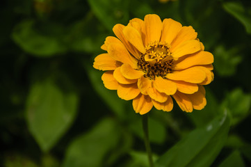 The blossoming gerbera jamesonii flowers closeup in garden  