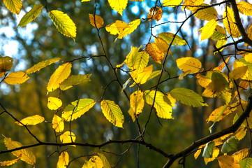 Yellow leaves in autumn