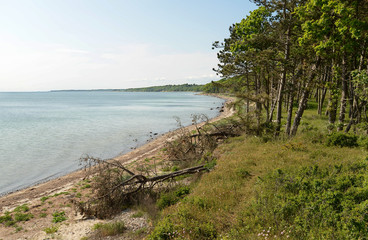 Fototapeta premium View along the forrested and undesturbed coastline of Smålandsfarvandet at Sealand, Denmark