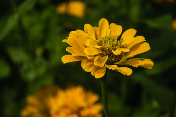 The blossoming gerbera jamesonii flowers closeup in garden  