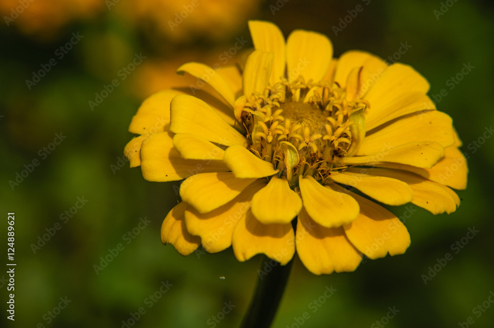 Wall mural The blossoming gerbera jamesonii flowers closeup in garden  