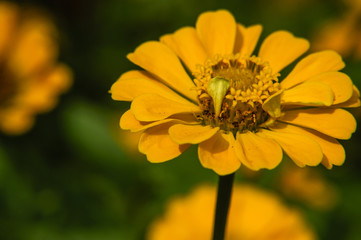 The blossoming gerbera jamesonii flowers closeup in garden  