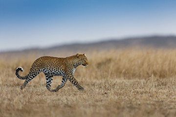 Running Leopard female in Masai Mara, Kenya
