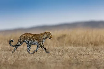 Foto op Plexiglas Running Leopard female in Masai Mara, Kenya © maggymeyer