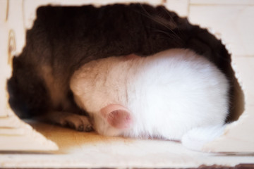 Little white chinchilla sucks moms milk