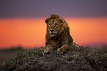 Photo sur Aluminium Lion Lion Earless, fils de lion Notch, sur une termitière au coucher du soleil à Masai Mara, Kenya