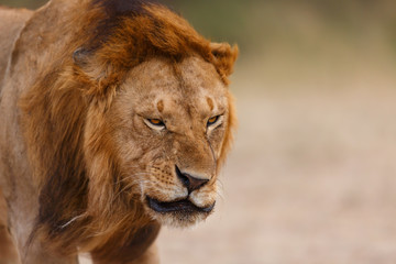 Obraz na płótnie Canvas Close up of Lion Earless, son of Lion Notch, in Masai Mara, Kenya