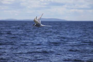 Bird flying over the sea