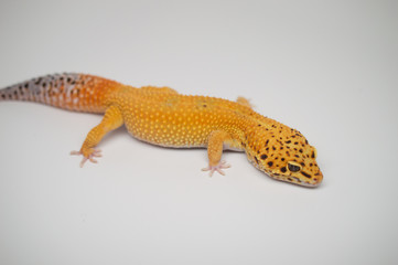 Male Tangerine Leopard Gecko