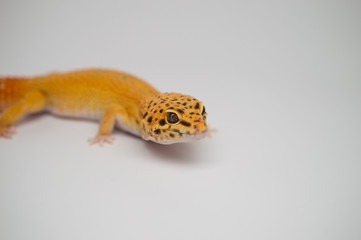 Tangerine Leopard Gecko Male 