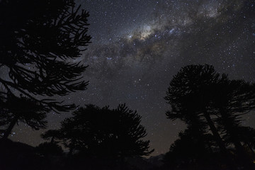 Araucaria Milkyway