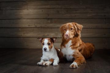 Dogs Jack Russell Terrier and Nova Scotia Duck Tolling Retriever portrait on a studio