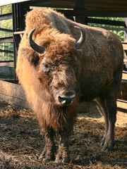 A powerful bison in the zoo aviary.