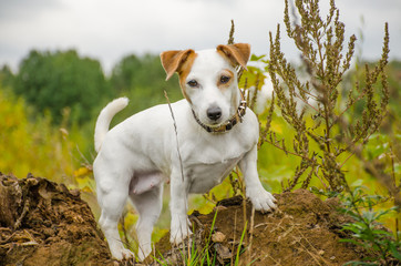 собака на природе