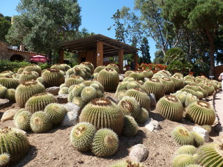 cactus park