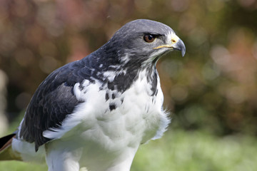 augur buzzard