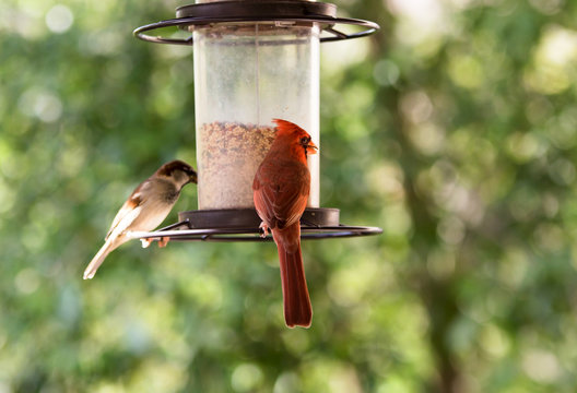Cardinal at a bird feeder