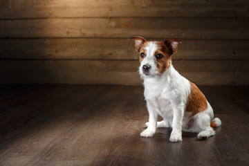 Dogs Jack Russell Terrier portrait on a studio color background,
