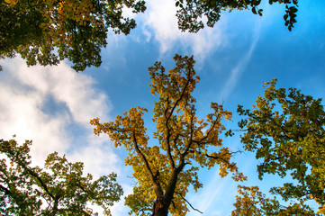 Tree tops and blue sky. Autumn, fall