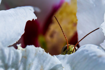 bug