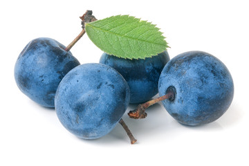 fresh blackthorn berries with leaves isolated on white background