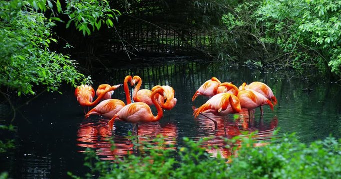 A group of pink flamingos play in the water and are in a fantastic location