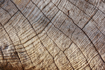 Wood texture.Weathered teak plank leaving interesting pattern texture.