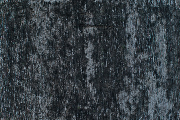 dirty black on coconut tree texture 