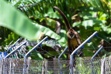 Geoffroy's spider monkey - Ateles geoffroyi