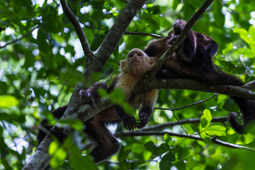 white headed capuchin -  Cebus capucinus - Pura Vida