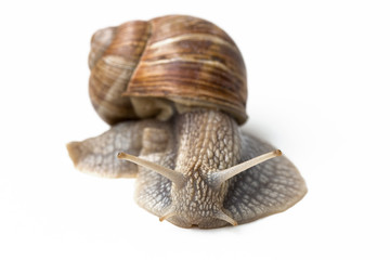 Weinbergschnecke auf weißem Hintergrund