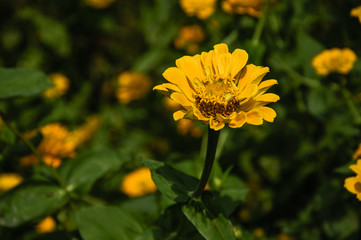 The blossoming gerbera jamesonii flowers closeup in garden 