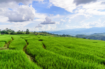 Naklejka na ściany i meble Green Terraced Rice Field in Chiangmai, Thailand