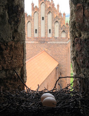 Ptasie gniazdo w oknie zamku
