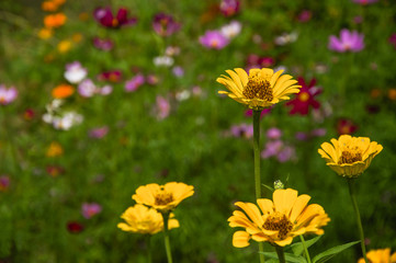 The blossoming gerbera jamesonii flowers closeup in garden 