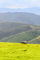 Green Terraced Rice Field in Chiangmai, Thailand