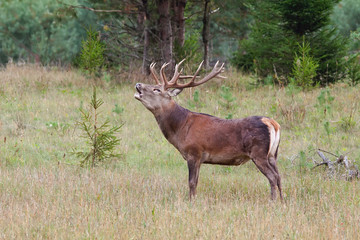 Roaring red deer