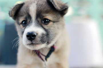 Puppies