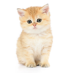 Little kitten on white background