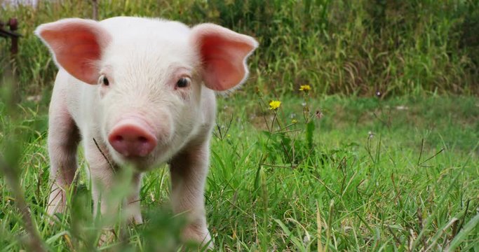 pig cute newborn standing on a grass lawn. concept of biological , animal health , friendship , love of nature . vegan and vegetarian style . respect for nature .