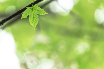 dernières feuilles d'automne