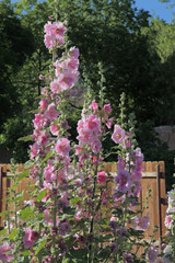 pink hollyhock