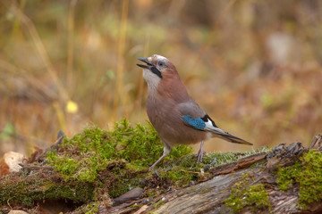 beautiful bird jay in the woods