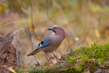 beautiful bird jay in the woods