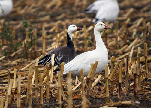Color morphs of snow geese