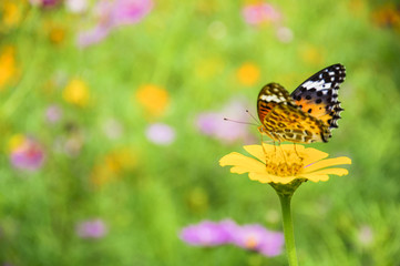 The butterfly and flower closeup with green background