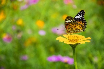 Fototapeta na wymiar The butterfly and flower closeup with green background