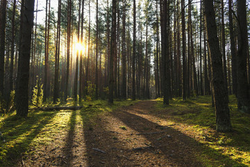 Obraz premium Colorful autumn