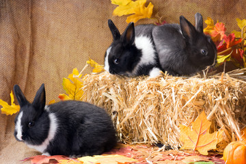 Fototapeta premium Rabbits about straw block. Dwarf Dutch rabbit, one month